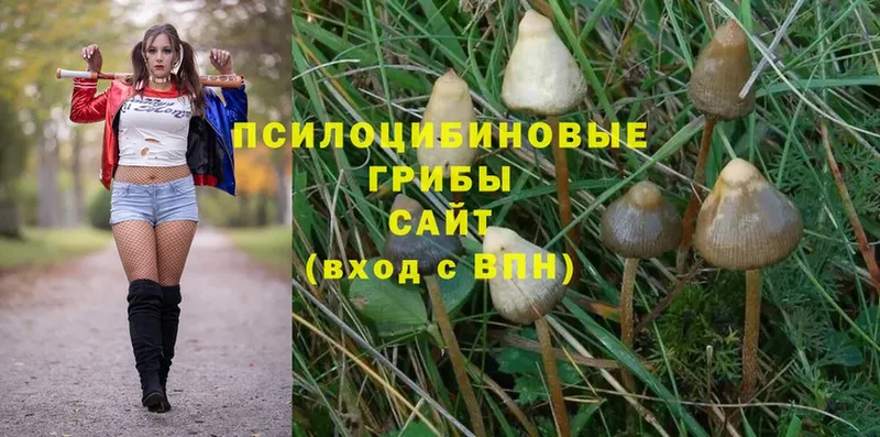 Псилоцибиновые грибы MAGIC MUSHROOMS  Орск 